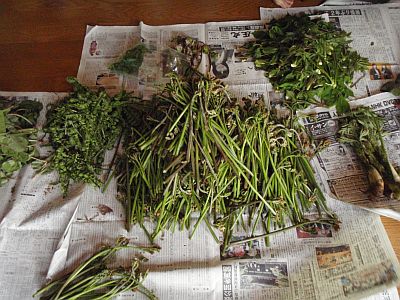 山菜採りと調理体験
