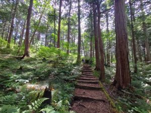 赤沢自然休養林