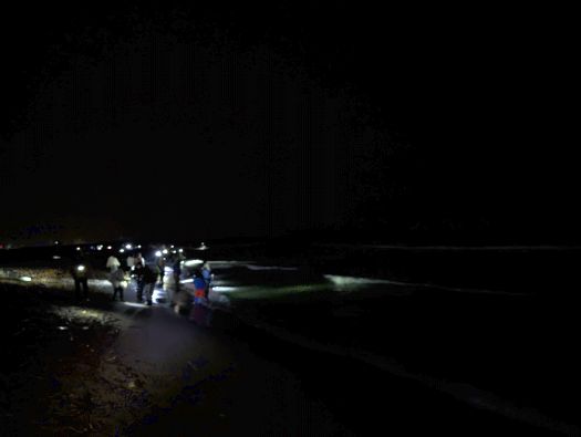 ホタルイカすくい